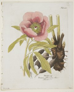 Paeonie, from Icones Plantarum Medico-Oeconomico-Technologicarum cum Earum Fructus ususque Descriptione, 1804 by Ferdinand Bernhard Vietz